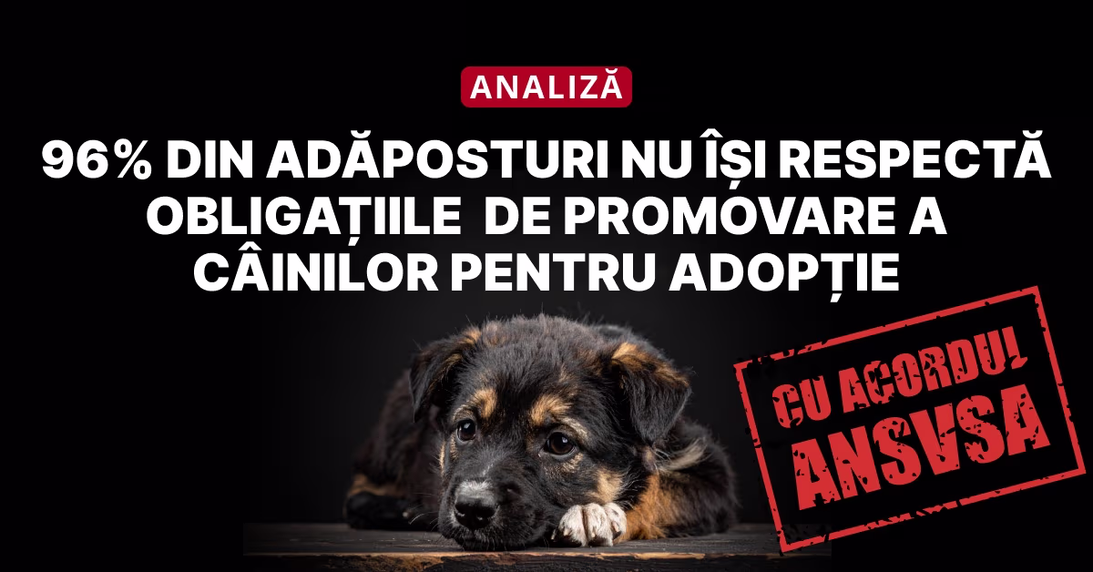 ANSVSA vorbește despre importanța adopțiilor, dar întreține un sistem care îi privează pe câini de șansa de a fi adoptați: 96% dintre adăposturi nu își respectă obligațiile legale de promovare.