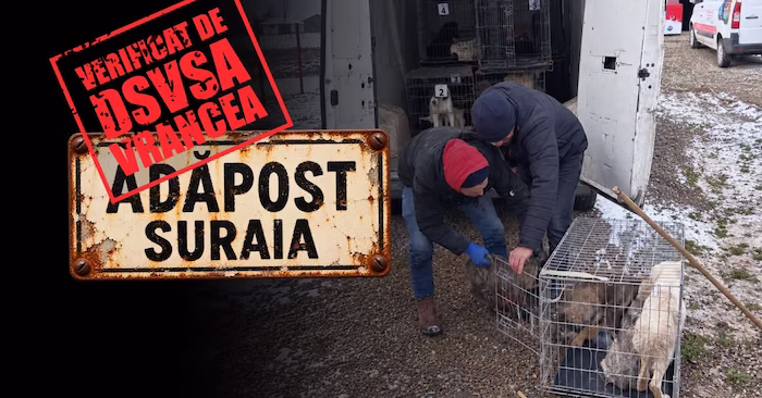 Cât de ușor dispăreau câinii din adăpostul Vetmedan: documente contradictorii verificate de DSVSA Vrancea, fără măsuri reale aplicate - episodul 1