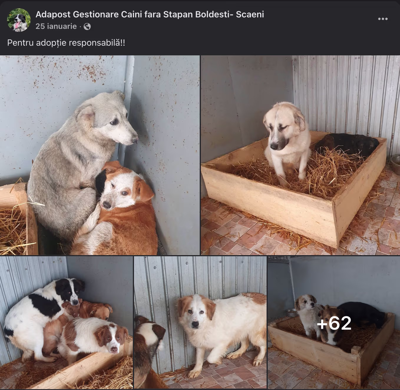 Exemplu de promovare realizată de adăpostul Heremy Animal-Med