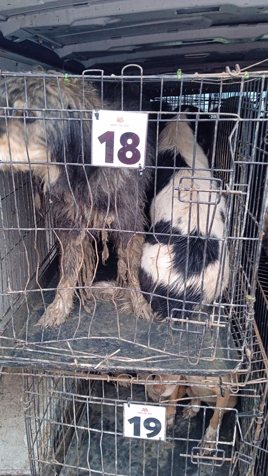 O fotografie postata in februarie 2025 pe site-ul Vetmedan cu scopul de a promova cainii pentru adoptie